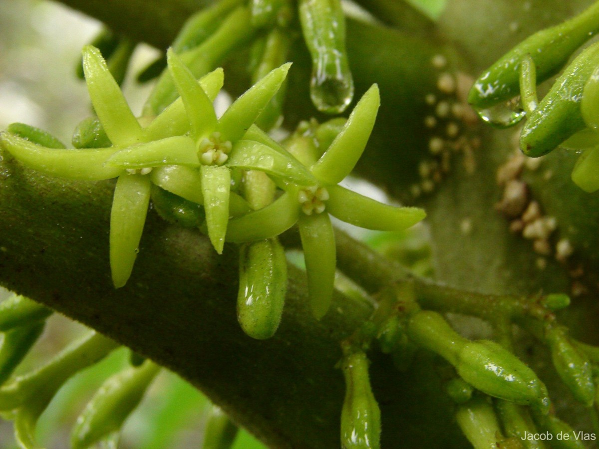 Cryptolepis buchananii R.Br. ex Roem. & Schult.